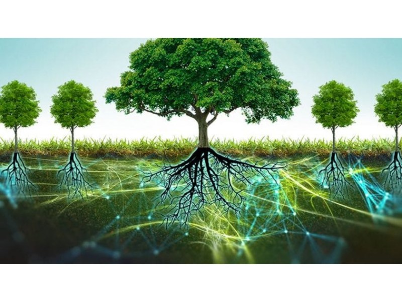 Eldest and Oldest: Middle-earth’s Mother/Father&nbsp;Trees