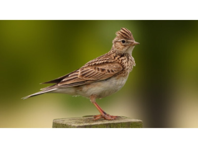 Romantic Transformations, Part 2: The Ornithological Imagination in Wordsworth, Shelley, and&nbsp;Dickinson