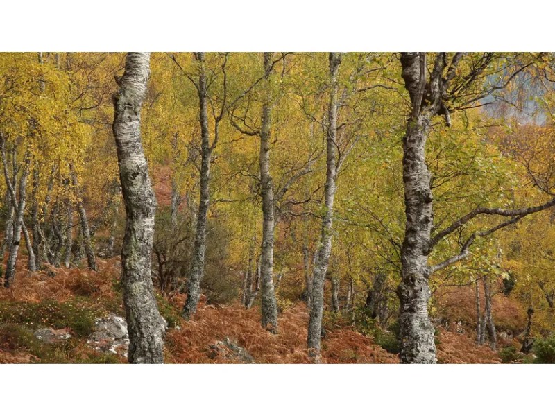 Dorothy Wordsworth’s Trees, Part 1: The Grasmere and Alfoxden&nbsp;Journals